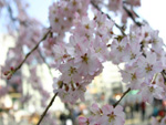 お花見の様子、鶴舞公園